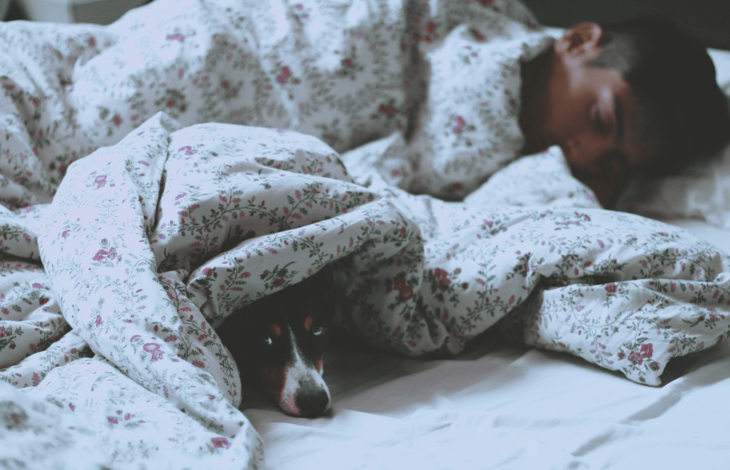 A man sleeping in bed with his dog